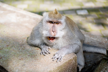Balinese long-tailed monkey (Macaca Fascicularis) on Monkey Forest, Ubud