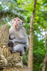 Balinese long-tailed monkey (Macaca Fascicularis) on Monkey Forest, Ubud