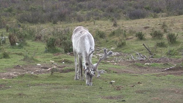 Mongolia, Darkhat basin. Settlement of reindeer herders. Deer.