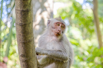 Balinese long-tailed monkey (Macaca Fascicularis) eats the fruits on Monkey Forest, Ubud
