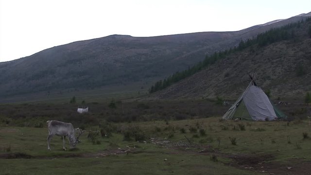 Mongolia, Darkhat basin. Settlement of reindeer herders. Deer.