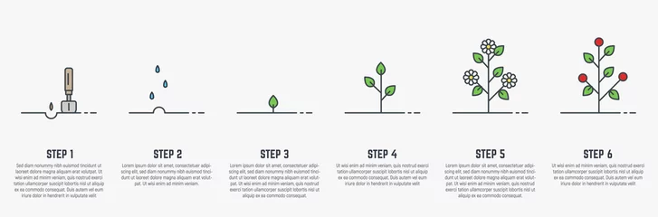Tuinposter Growing plant stages. Seeds, watering step, sprout and flower, grown plant. House or outdor plant. Line style flat illustration of plant with leaves, flowers and fruit. Thin lines. Grow process. © ikonstudio