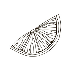 Hand drawn vector illustration of lemon, itrus, lime. Isolated on white background. Tropical summer fruit. Detailed citrus drawing Great for tea, juice, natural cosmetics. Black sketch.