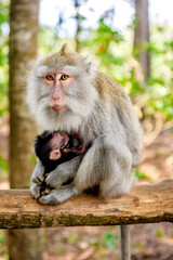 Female Balinese long-tailed monkeys with her kid (Macaca Fascicularis) on Monkey Forest, Ubud