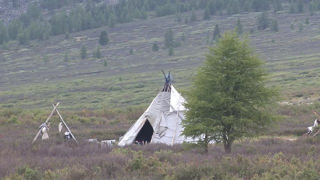 Mongolia, Darkhat basin. Settlement of reindeer herders. Deer.