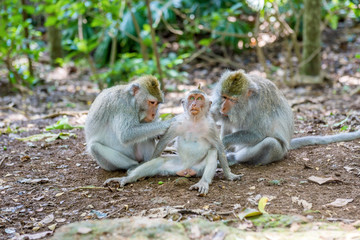 Family of Balinese long-tailed monkey (Macaca Fascicularis) on Monkey Forest, Ubud