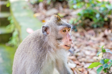 Balinese long-tailed monkey (Macaca Fascicularis) on Monkey Forest, Ubud
