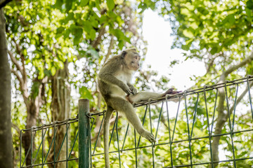 Balinese long-tailed monkey (Macaca Fascicularis) on Monkey Forest, Ubud