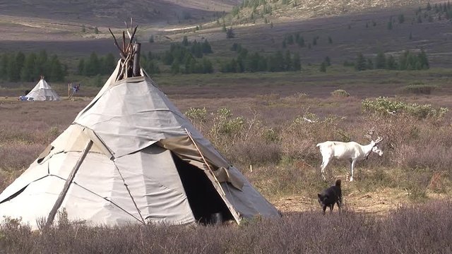 Mongolia, Darkhat basin. Settlement of reindeer herders. Deer.