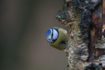 Eurasian blue tit , Cyanistes caeruleus