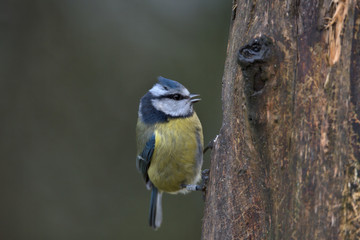 Eurasian blue tit , Cyanistes caeruleus