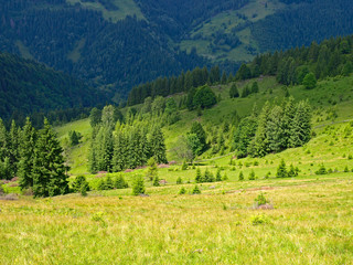 Sunshiny alpine meadow and spruce forest high in green mountains sunlit. Picturesque summer mountain landscape with Spruce (Picea abies) forest in the Eastern Carpathians, Ukraine