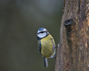 Eurasian blue tit , Cyanistes caeruleus