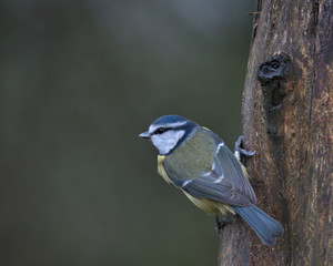 Naklejka premium Eurasian blue tit , Cyanistes caeruleus