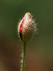 Close-up red poppy bud flower with green nature blurred background.