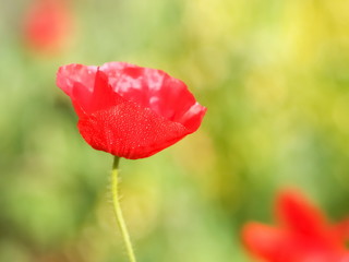 Close-up red poppy flower with green nature blurred background.