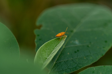 Stinky orange bug