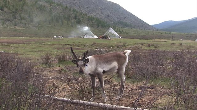 Mongolia, Darkhat basin. Settlement of reindeer herders. Deer.
