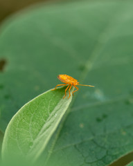 stinky orange bug on leaf tip