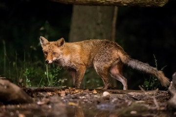 Fox walking through the forest at night.