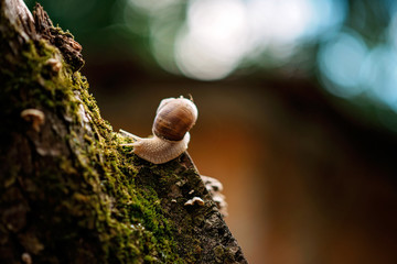 A snail on a tree in moss in the rain. Macro photo.