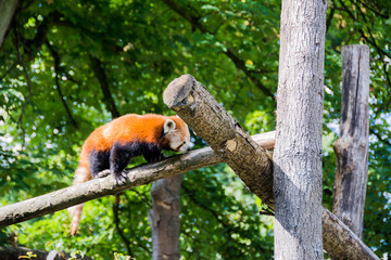 Red Panda