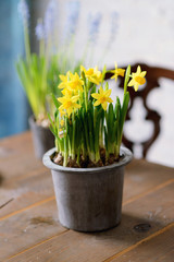 Sunny bright spring fragrant narcissus flower in a gray ceramic pot on a wooden table