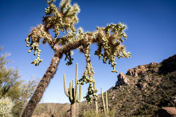 Desert Cactus Tree