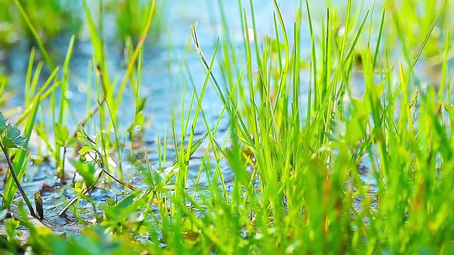 green grass in the river ode