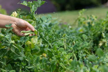 Female hand picking green peas