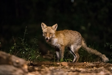 Naklejka na ściany i meble Fox in the forest at night.