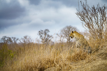 leopard in kruger national park, mpumalanga, south africa 48
