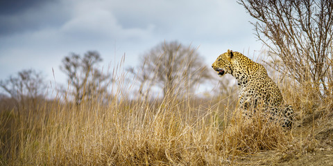 leopard in kruger national park, mpumalanga, south africa 60