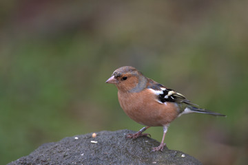 Male Chaffinch, Fringilla coelebs.