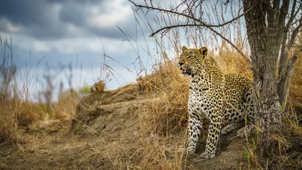 Papier Peint photo Léopard léopard dans le parc national kruger, mpumalanga, afrique du sud 162