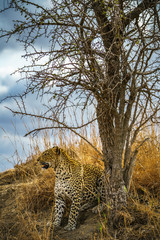 leopard in kruger national park, mpumalanga, south africa 185