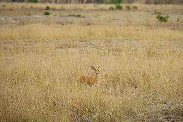 impala in kruger national park, mpumalanga, south africa