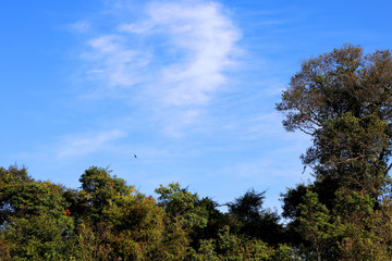 Image of trees with crystal blue sky sunshine day
