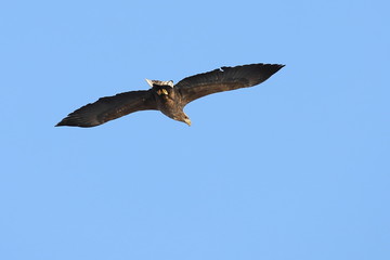 Eagle flying on blue sky background.  White-tailed eagle (Haliaeetus albicilla) hunting in natural habitat. Bird of prey looking for prey.
