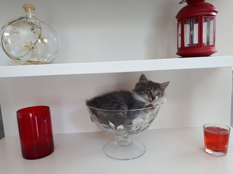 Chat dans la coupe &agrave; fruit