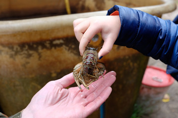 study of an European freshwater crayfish