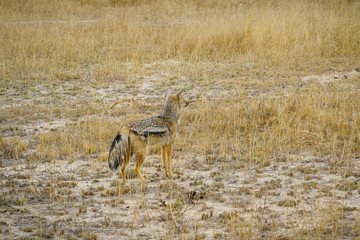 Naklejka na ściany i meble jackals in kruger national park, mpumalanga, south africa