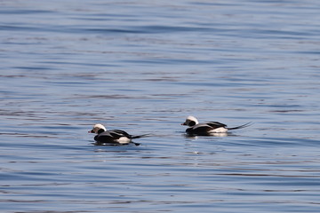 Long-tailed ducks (Clangula hyemalis), or oldsquaw duck swimming on calm blue sea water. Wild males seabird in winter plumage.