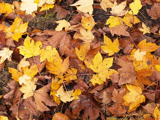 Yellow autumnal leaves as nature background.