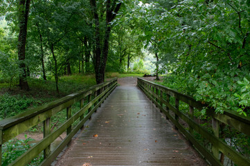 Wooden Bridge in the Forest