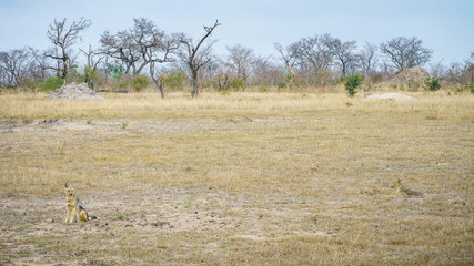 jackals in kruger national park, mpumalanga, south africa