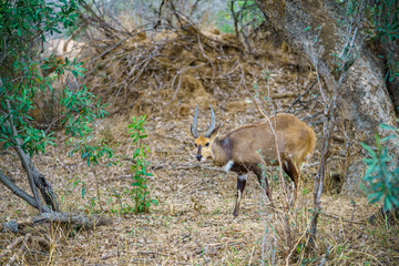 bushbuck in kruger national park, mpumalanga, south africa
