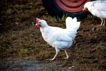 Weiße Henne