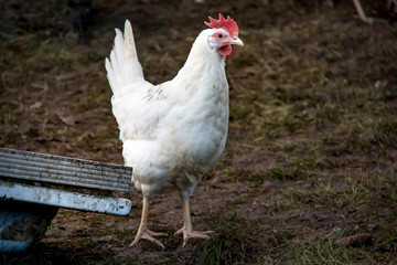 Weiße Henne