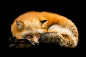 Red fox with a black background